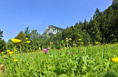 Falkenstein, © Naturparke Niederösterreich/POV