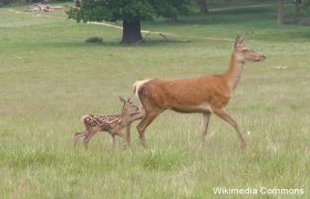 Hirschkuh mit Kalb, © Creative Commons