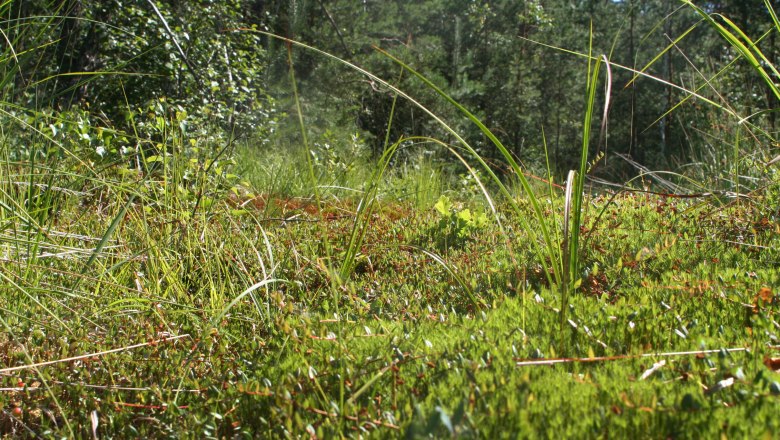 Moospolster im Naturpark Hochmoor Schrems, © Barbara Dolak