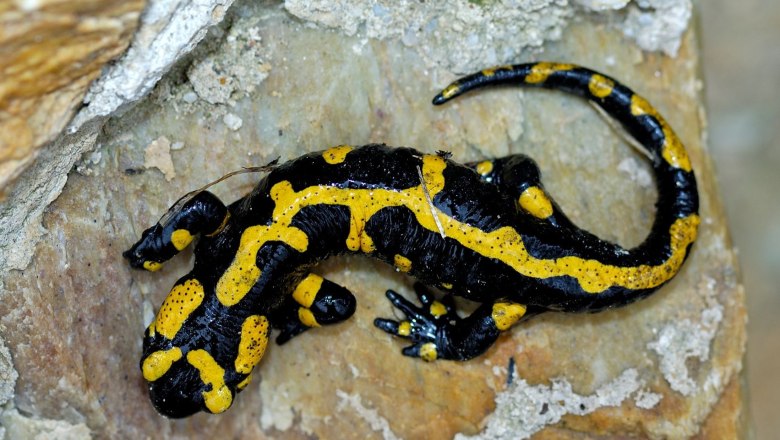 Feuersalamander Naturpark Landseer Berge (Bgld.), © Naturpark Landseer Berge