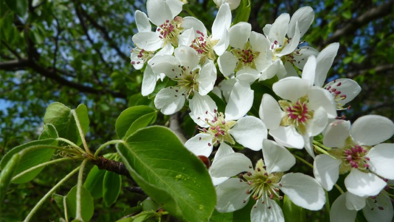 Birnenblüte in den Mostviertler Naturparken, © Klaus Wanninger