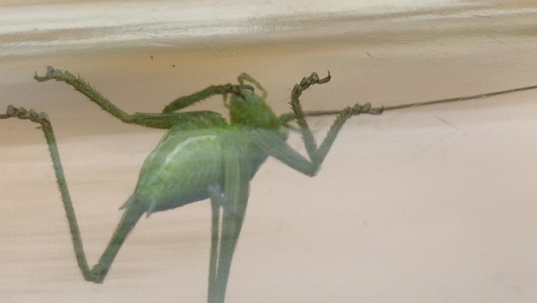 Gefunden, betrachtet und wieder in den Naturpark entlassen, © Naturpark Sparbach