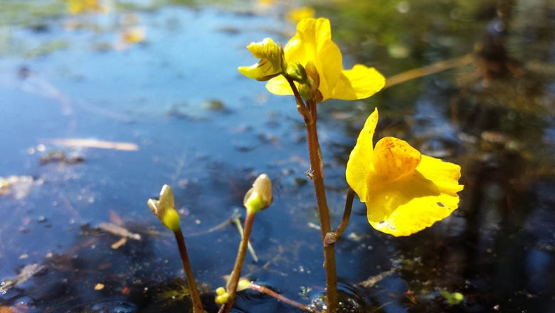 Wasserschlauch, © Stefan Lefnaer