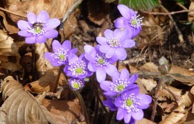 Leberblümchen, © Klaus Wanninger