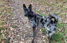 Hundespaziergang im Herbst, © Ursula Pachinger