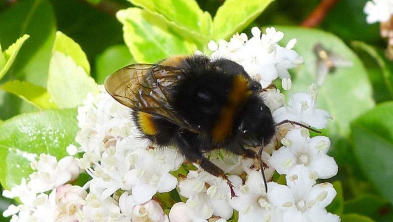 Dunkle Erdhummel , © gailhampshire - Flickr.com