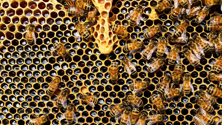 Honigbienen, © PollyDot Pixabay