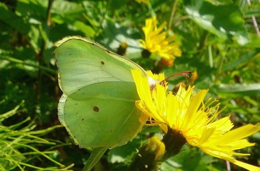 Zitronenfalter, &copy; Klaus Wanninger