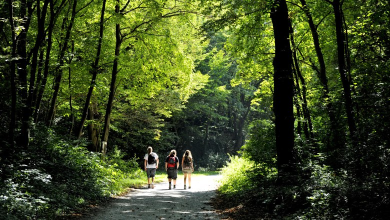 Schattige Waldwege im Naturpark Die Wüste Mannersdorf, © Naturparke Niederösterreich/POV