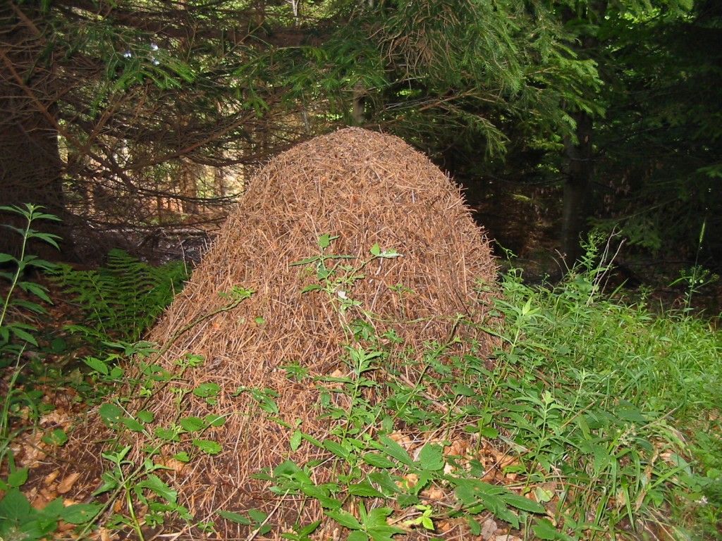 Ameisenhügel