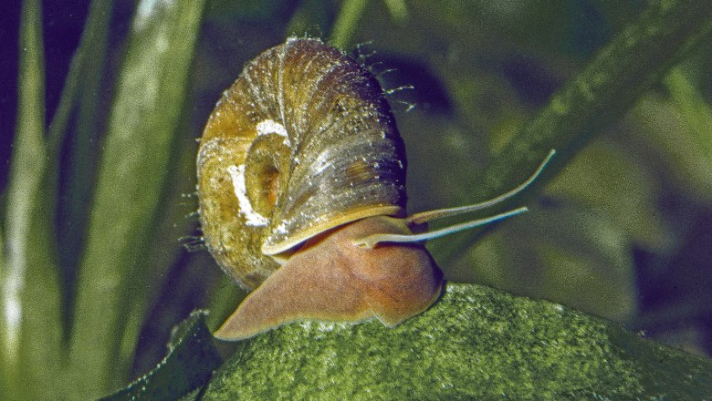 Posthornschnecke, © Robert Patzner