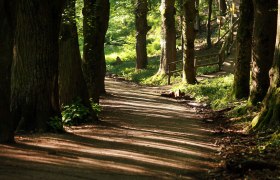 Weg im Naturpark Sparbach, © Naturparke Niederösterreich/weinfranz