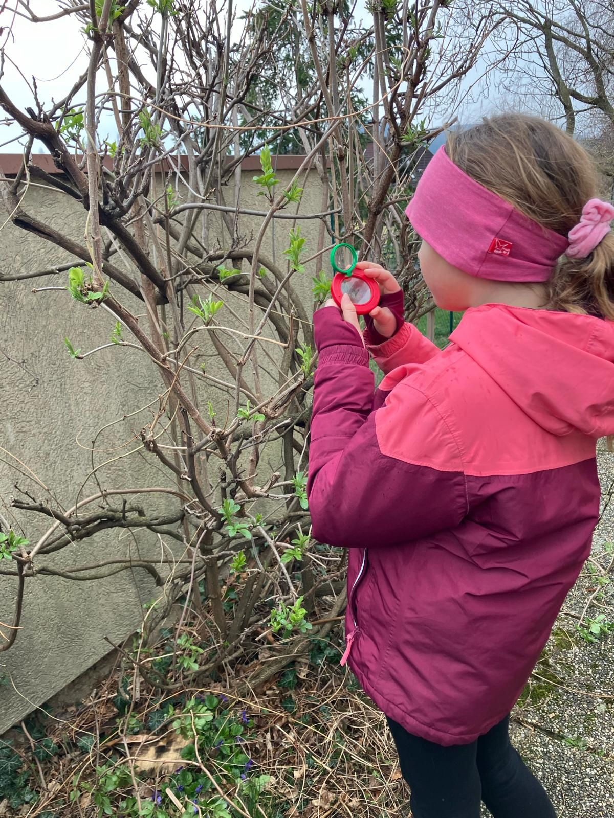 Mädchen beobachtet mit Becherlupe den Austrieb einer Hecke