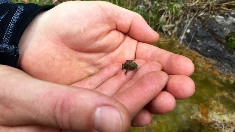 Babykröte im Naturpark Ötscher Tormäuer, © Naturpark Ötscher Tormäuer