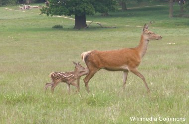 Hirschkuh mit Kalb, © Creative Commons