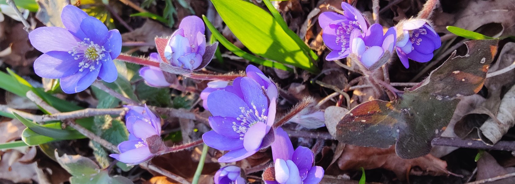 Leberblümchen, © C.Kassil