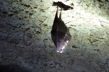 Fledermäuse - nächtliche Akrobaten der Dunkelheit, © BOKU, Institut für Zoologie