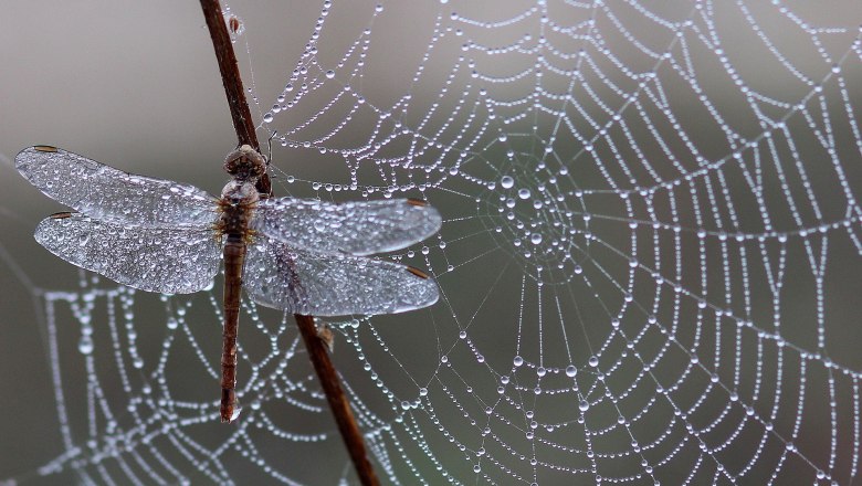 Libelle im Spinnennetz, © adina Voicu_pixabay