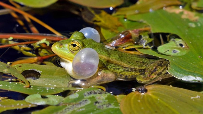 Kleiner Wasserfrosch, © DGHTTrapp