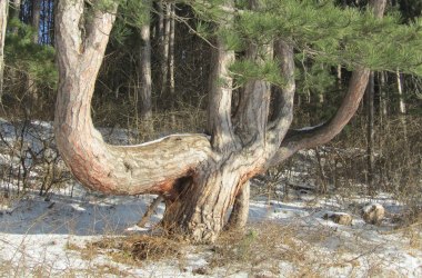 Von Sesselb&auml;umen und fleischessenden F&ouml;hren, &copy; Naturpark Sierningtal Flatzer Wand