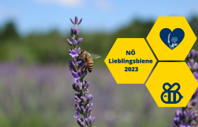 NÖ's Lieblingsbiene, © Wir für Bienen