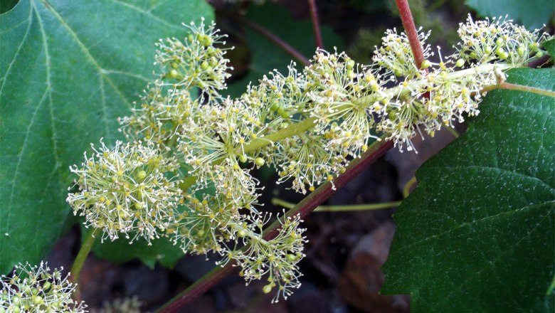 Weinbl&uuml;te, &copy; Wikimedia Commons