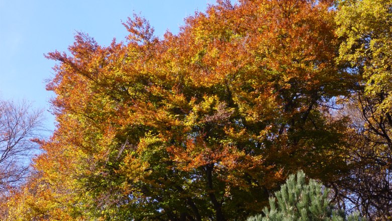 Rotbuche Blattverf&auml;rbung, &copy; Klaus Wanninger