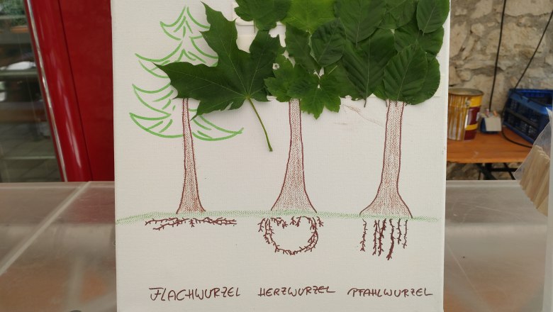 Baumarten spielerisch erkennen, © Naturpark Mannersdorf