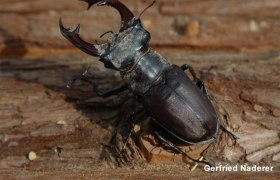 Hirschk&auml;fer M&auml;nnchen, &copy; Gerfried Naderer