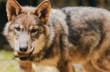 Tiere der Nacht - Der Wolf, © Tierpark Buchenberg