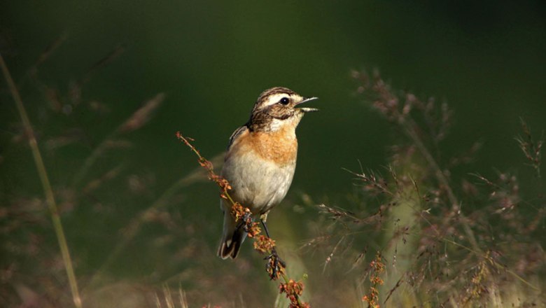 Braunkehlchen, © Heidi Kurz