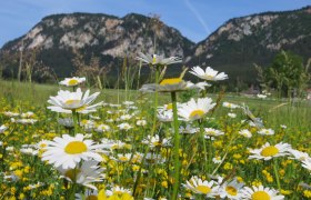 Blick auf den Naturpark Hohe Wand, © Naturpark Hohe Wand