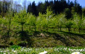 Waldgärten Green Care, © Stadt Waidhofen a/d Ybbs