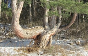 Von Sesselb&auml;umen und fleischessenden F&ouml;hren, &copy; Naturpark Sierningtal Flatzer Wand