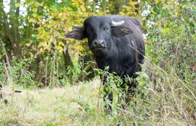 Historische Beweider kehren ins Waldviertel zurück, © Daniel Zupanc