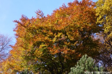 Rotbuche Blattverf&auml;rbung, &copy; Klaus Wanninger