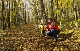 Herbst im Naturpark Föhrenberge, © Naturparke Niederösterreich/POV