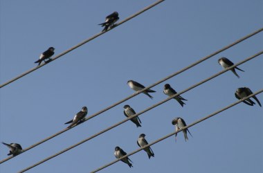 Mehlschwalbe Abflug, © Christoph Roland