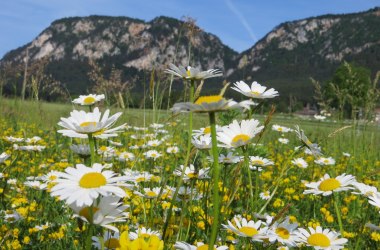 View of the Hohe Wand Nature Park, © Naturpark Hohe Wand