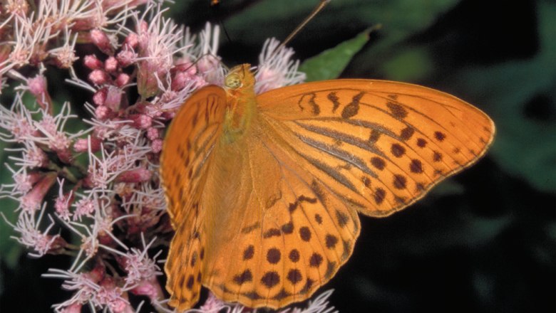 Kaisermantel, &copy; Oekoteam