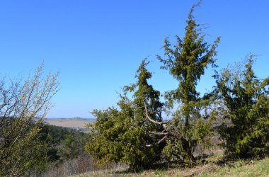 Wacholder Naturpark Leiser Bege, © Manuel Denner