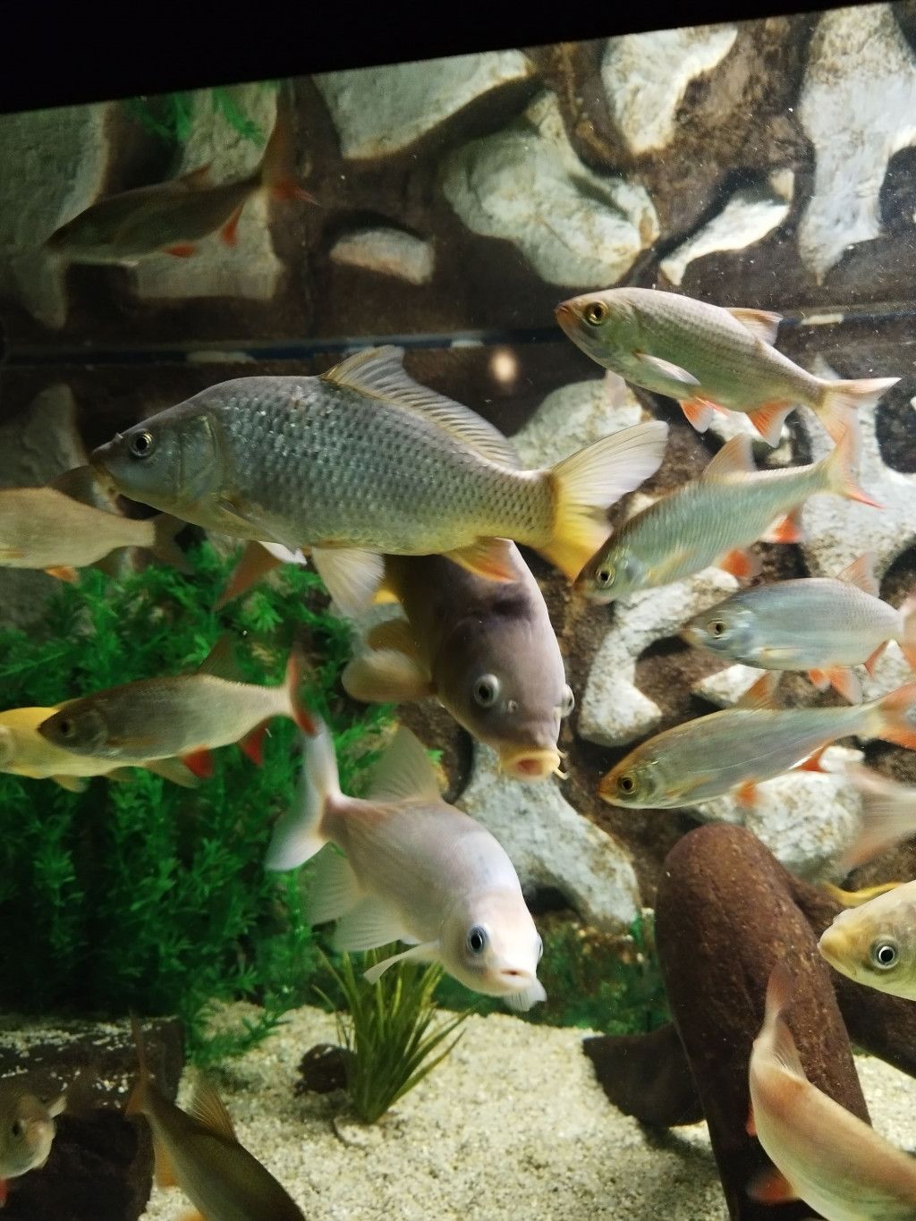 Fische im UnterWasserReich
