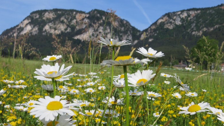 Blick auf den Naturpark Hohe Wand, © Naturpark Hohe Wand