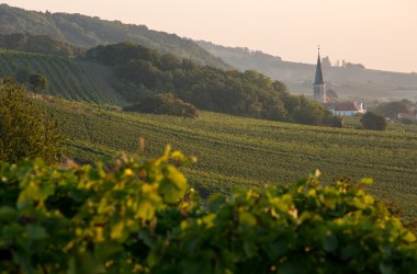 Weingarten - Genuss-  und Lebensraum, © BPWWM. Graf