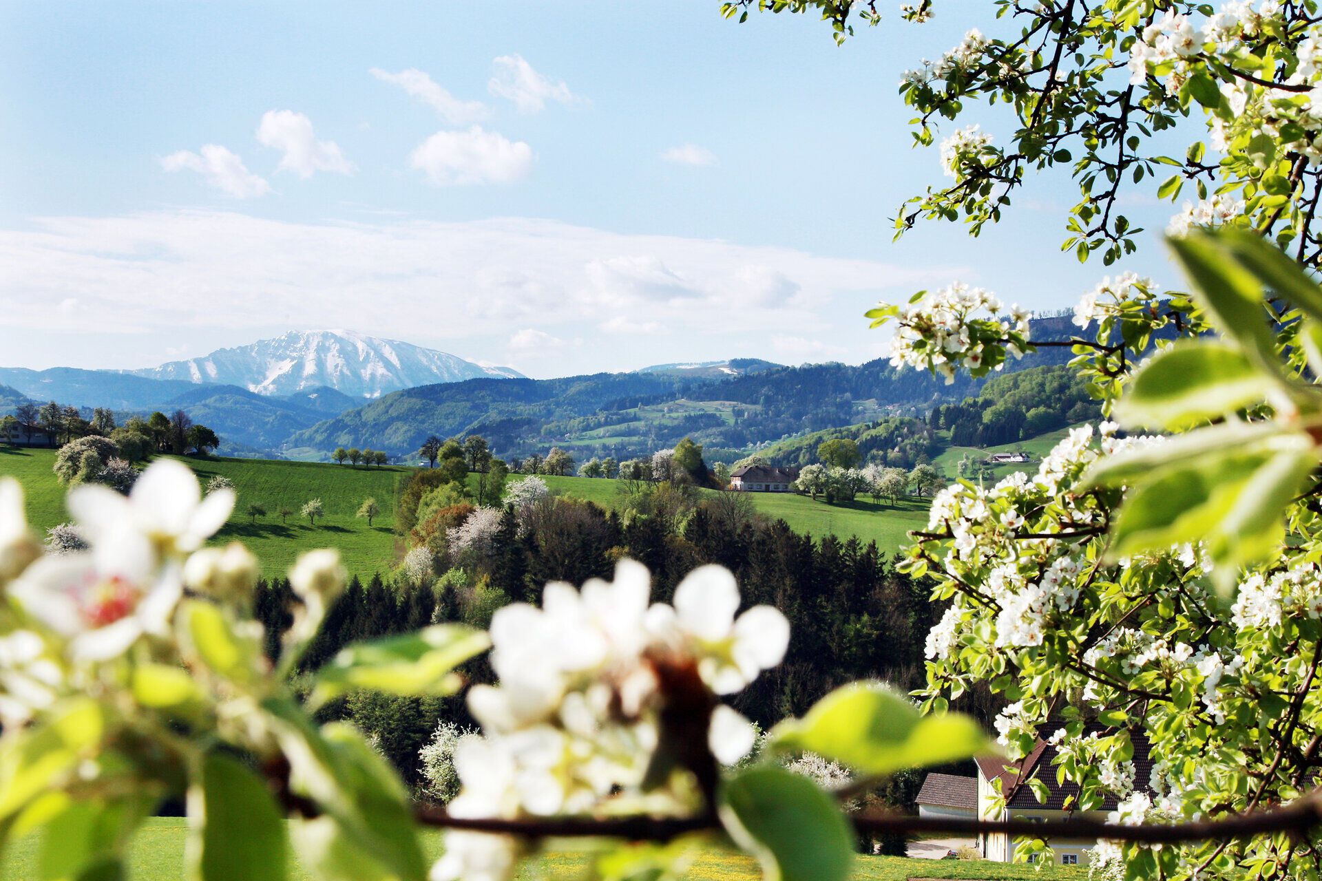 Die sanften Hügel des Mostviertels erblühen im Frühling, während die Birnbäume in voller Blüte stehen und eine zauberhafte Atmosphäre schaffen. Im Hintergrund erhebt sich majestätisch der Ötscher, der mit seinen schneebedeckten Gipfeln die Landschaft prägt und Wanderer zu unvergesslichen Erlebnissen einlädt.