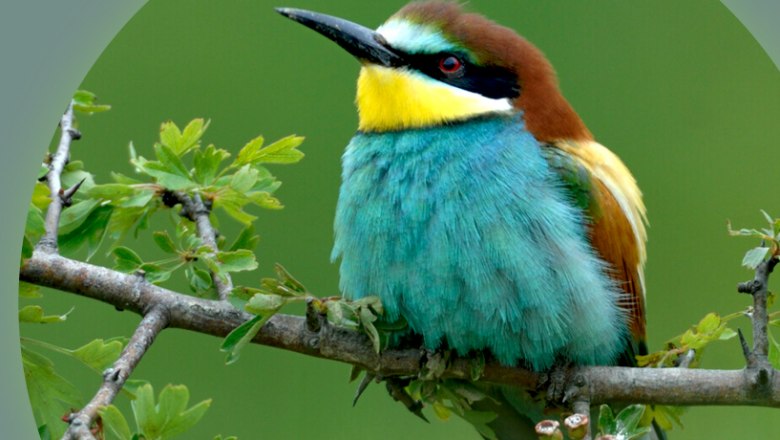 Bienenfresser, &copy; W&ouml;gerer