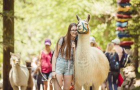 Mit Lamas entspannt durch den Naturpark Hohe Wand, © Naturpark Hohe Wand