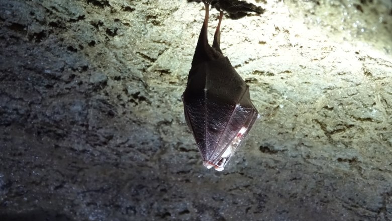 Fledermäuse - nächtliche Akrobaten der Dunkelheit, © BOKU, Institut für Zoologie