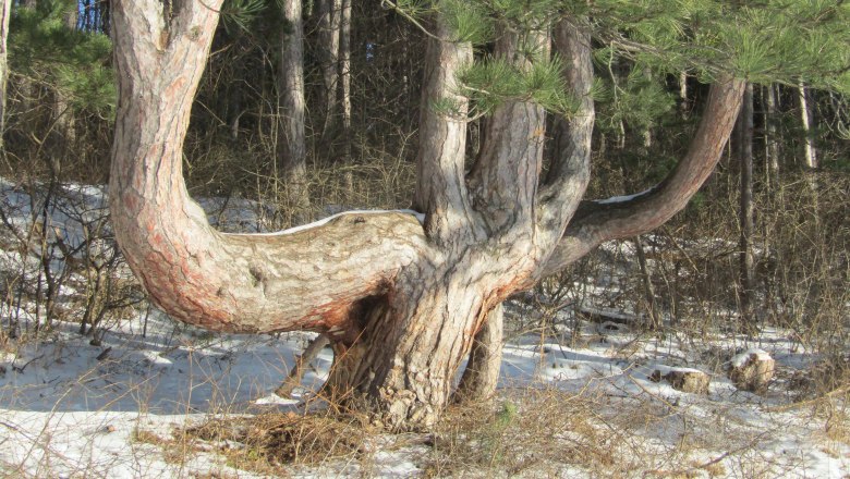 Von Sesselb&auml;umen und fleischessenden F&ouml;hren, &copy; Naturpark Sierningtal Flatzer Wand