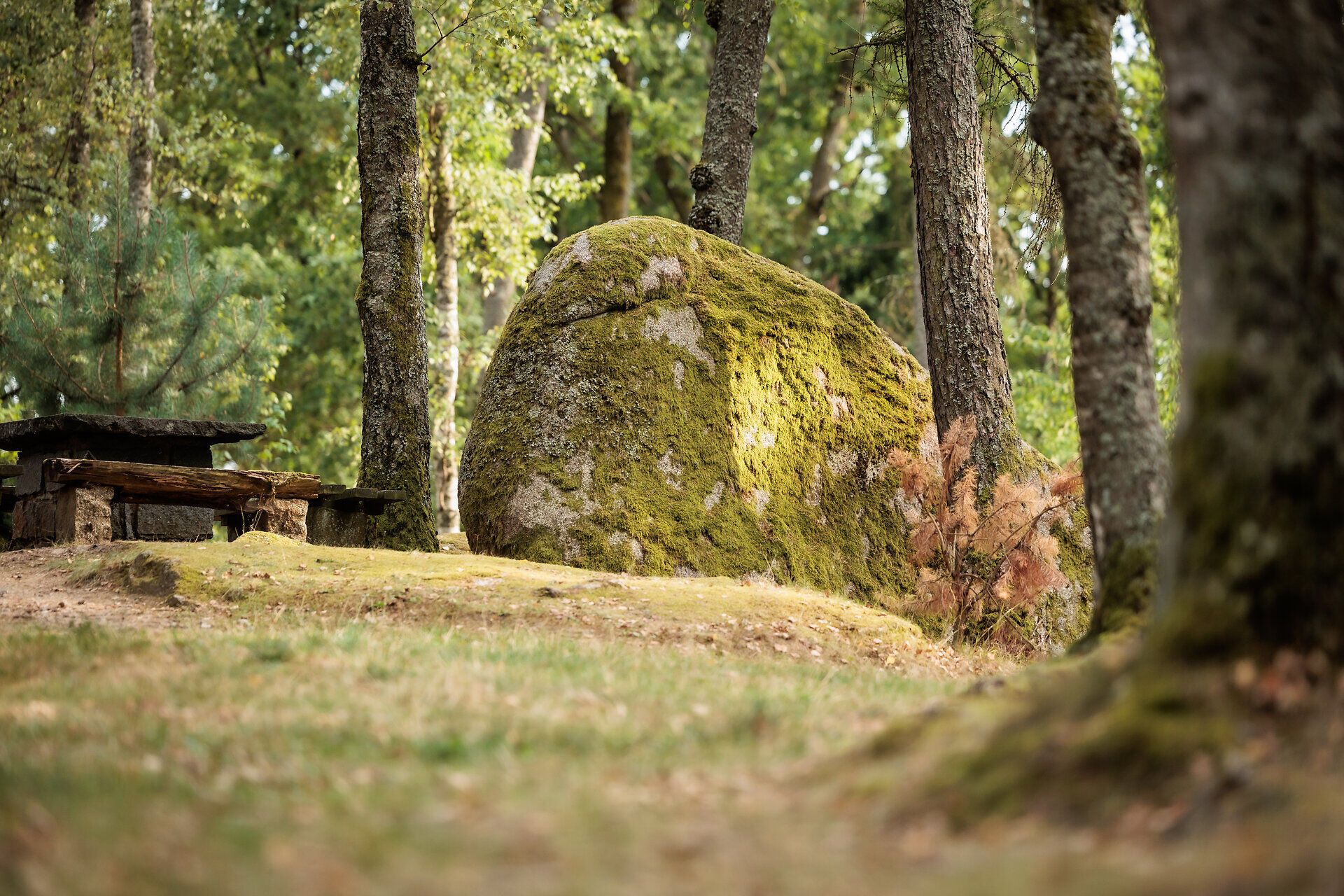 Umgeben von majestätischen Bäumen und sanften Hügeln, strahlt die Landschaft eine friedliche Ruhe aus. Der grüne Moosbelag auf dem großen Stein erzählt von der jahrhundertelangen Naturgeschichte dieses Ortes. Hier, im Herzen des Naturparks, können Besucher die Schönheit der unberührten Natur in vollen Zügen genießen.